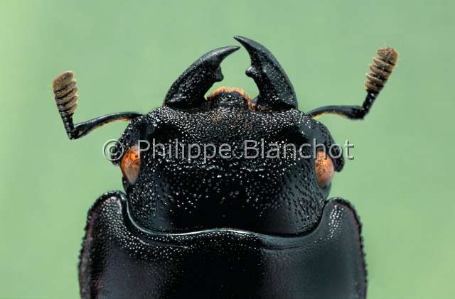 Hexarthrius forsteri.JPG - in "Portraits d'insectes" ed. SeuilHexarthrius forsteri Lucane femelleStag beetleColeopteraLucanidaeInde